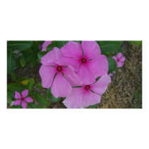 Threee Pink Periwinkles Photo Cards