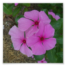 Threee Pink Periwinkles Photographic Print