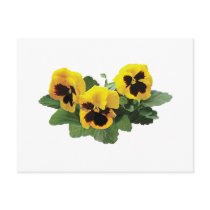 ThreeYellowPansies postcards