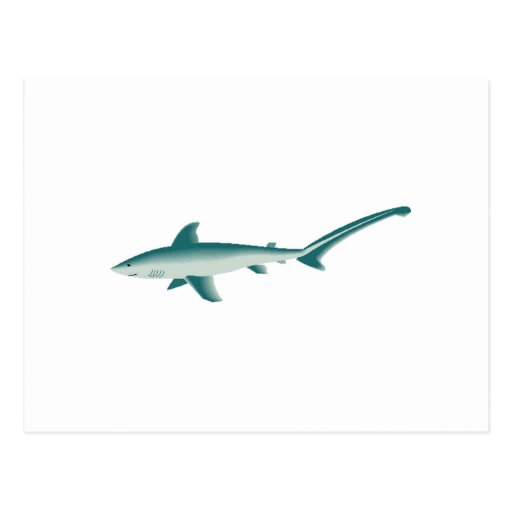 thresher shark postcard