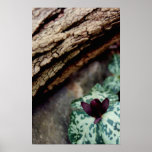 Thriving 'Tween a Rock and a Hard Place Print