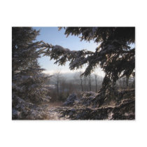 through conifers postcards