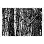 Through the Birch Greeting Cards