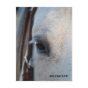 Through the Eye of a Horse Post Card postcards
