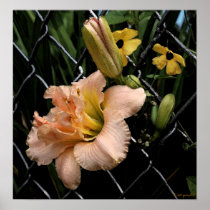 Through the Fence Poster