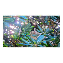 Through The Leaves posters