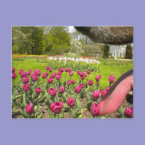 Through the Mouth of the dog? postcards