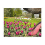 Through the Mouth of the dog? Postcard Through the Mouth of the dog? Postcard