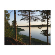 Through the Pines Postcard