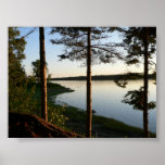 Through the Pines Poster posters