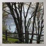 Through the Trees Print