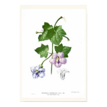 Thunbergia grandiflora posters