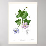 Thunbergia grandiflora poster