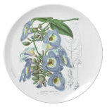 Thunbergia harrisii plate