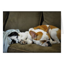 Thunder The Bulldog Greeting Cards