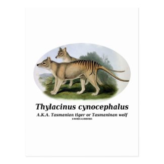 Thylacinus cynocephalus (Tasmanian tiger or wolf) Post Cards
