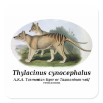 Thylacinus cynocephalus (Tasmanian tiger or wolf) Square Stickers