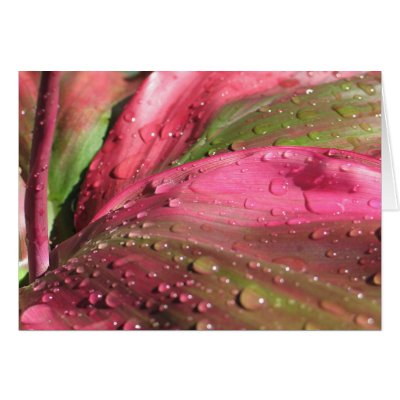 Ti Plant Greeting Card by lmitic