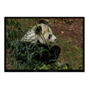 "Tian Tian 4" Giant Panda nature photograph animal posters