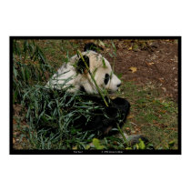 "Tian Tian 4" Giant Panda nature photograph animal posters by miriamkilmer "Tian Tian 4" Giant Panda nature photograph animal posters