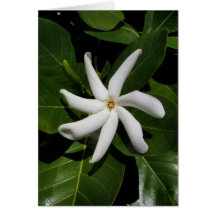 Tiare Tahiti Card