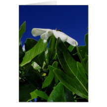 Tiare Tahiti Greeting Card