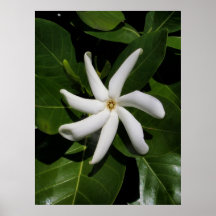 Tiare Tahiti Poster