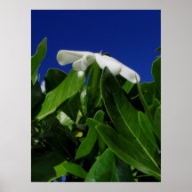 Tiare Tahiti Poster