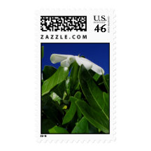 Tiare Tahiti Stamps