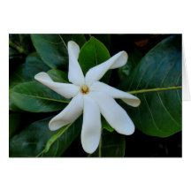 Tiare Tahitian Gardenia Card
