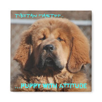 Tibetan Mastiff Attitude magnets