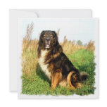 Tibetan Mastiff Invitation