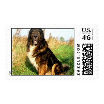 Tibetan Mastiff Postage Stamp