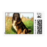 Tibetan Mastiff Postage Stamp