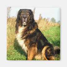 Tibetan Mastiff Square Magnet