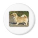 Tibetan Spaniel magnets