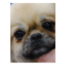 Tibetan Spaniel Puppy Postcard