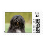 Tibetan Terrier portrait Stamps