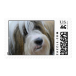 Tibetan Terrier Postage Stamp