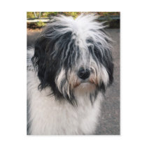 Tibetan Terrier postcards