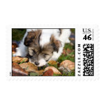 Tibetan Terrier puppy Postage