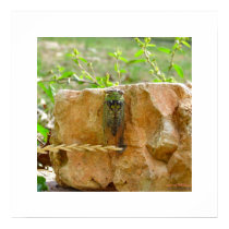 Tibicen Cicadidas (Tree Cricket) Print