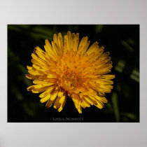 'Tickle & Giggle Dandelion' Poster