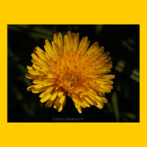 'Tickle & Giggle Dandelion' Poster posters