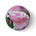 Tickled pink rose and meaning