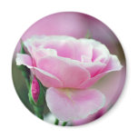 Tickled pink rose and meaning fridge magnets