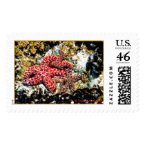 Tidal Pool postage