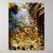 Tide Pool Poster