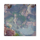 Tide Pools magnets