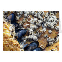 Tidepool Card